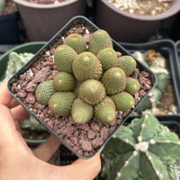 A hand is holding a small cactus plant in a black pot, surrounded by other cacti in various pots.