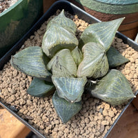 Rare Succulents - Haworthia Emelyae var. Comptoniana 'Urahannya' (2.5-3”）