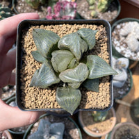 Rare Succulents - Haworthia Emelyae var. Comptoniana 'Urahannya' (2.5-3”）