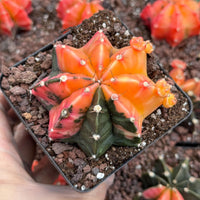 A hand is holding a potted cactus with a vibrant mix of orange and green colors, surrounded by other potted cacti in the background.