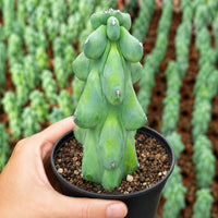 A hand is holding a potted cactus plant with a unique, twisted shape and large, round leaves.