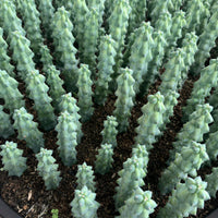 a close-up view of a collection of small, green cacti or succulents arranged in rows, with their spines and leaves clearly visible.