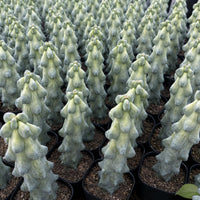 a large number of potted cacti arranged in rows, creating a visually striking pattern.