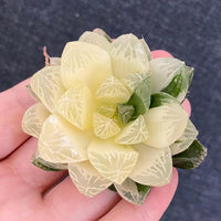 Rare Succulents - Haworthia cooperi variegata