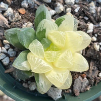 Rare Succulents - Haworthia cooperi variegata