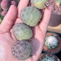 Rare Cactus - Tephrocactus geometricus single balls cutting