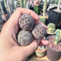 Rare Cactus - Tephrocactus geometricus single balls cutting