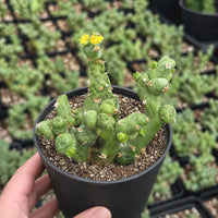 A hand is holding a potted cactus plant with yellow flowers, surrounded by other potted plants in the background.