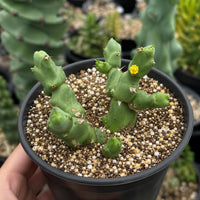 A hand is holding a potted cactus plant with green spines and a yellow flower, surrounded by other potted plants in the background.