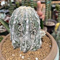 Rare Cactus - Astrophytum Myriostigma cv. onzuka Fukuryu