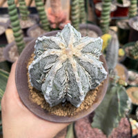 Rare Cactus - Astrophytum Myriostigma cv. onzuka Fukuryu