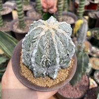 Rare Cactus - Astrophytum Myriostigma cv. onzuka Fukuryu