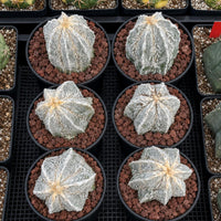 a collection of six potted cacti arranged in a grid-like pattern.