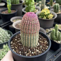 A hand is holding a potted cactus plant with a pink and green spiny surface, surrounded by other potted cacti in various sizes and colors.