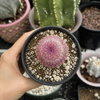 A hand is holding a small cactus plant in a black pot with a pink and white pattern, surrounded by other potted plants in various sizes and colors.