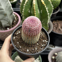 A hand is holding a small cactus plant in a black pot, with other cacti visible in the background.