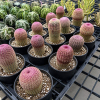a collection of small cacti in black pots, each with a unique pink or red color. The cacti are arranged in rows, creating a visually appealing display.