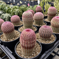 a collection of small cacti in black pots, each with a unique pink and green color pattern. The cacti are arranged in rows, creating a visually appealing display.
