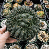 A hand is holding a large cactus plant with numerous spines, surrounded by various other cacti in green pots.