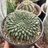 A hand is holding a potted cactus with a large, spiny green cactus in the foreground, surrounded by other potted cacti in the background.