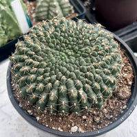 A close-up image of a cactus plant in a black pot, with a large, round, spiny green cactus growth.