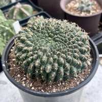 A close-up image of a cactus plant in a black pot, with a large, round, spiny green cactus growing in it.