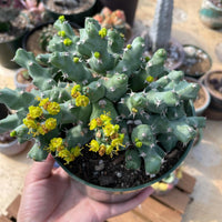 Rare Euphorbia - Euphorbia clivicola (5.5” pot)
