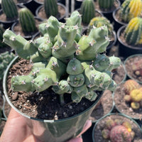 Rare Euphorbia - Euphorbia clivicola (5.5” pot)