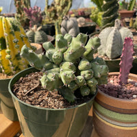Rare Euphorbia - Euphorbia clivicola (5.5” pot)