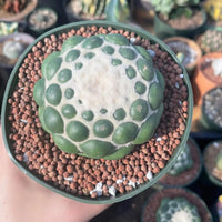A hand holding a potted cactus with a unique, circular pattern of green and white spots on its surface.