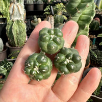 A hand holding three small, green cacti with spines.