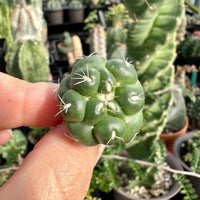 A person's fingers holding a small cactus with a cluster of green, spiny balls.