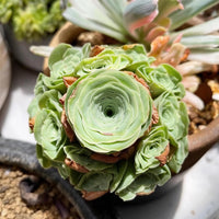 Rare Succulents - Aeonium Greenovia Moonlight Cluster