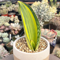 A potted plant with a large, vibrant green leaf stands in the foreground, surrounded by various other potted plants in the background.