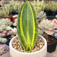 A potted plant with a large, green leaf and a small, yellow leaf stands in the foreground, surrounded by various other potted plants in the background.