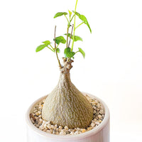 A small potted plant with a textured, brown trunk and green leaves, placed on a bed of small pebbles.