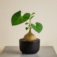 A small potted succulent plant with large green leaves sits on a gray surface, with a black vase holding the plant.