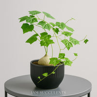 A potted succulent plant with green leaves and a small bulb, placed on a gray round table.