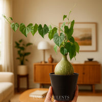 A hand holding a potted plant with green leaves and a white vase, set against a blurred background of a living room with a wooden cabinet and a painting on the wall.