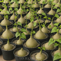 a collection of potted succulent plants with green leaves, arranged in rows and filled with small rocks.
