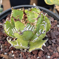 A close-up image of a cactus plant with sharp, spiky leaves and a vibrant green color, set against a bed of small rocks.