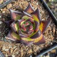 A hand is holding a small potted succulent plant with a vibrant purple and green color pattern.