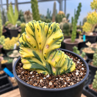 A close-up image of a cactus plant with a unique, spiral-shaped growth in a black pot filled with soil and small white pebbles.