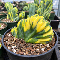 a close-up view of a potted cactus plant with vibrant green and yellow hues, nestled in a black pot filled with soil and rocks.