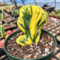 A close-up image of a yellow and green cactus plant in a green pot, surrounded by other potted plants in a greenhouse-like setting.