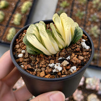 A hand is holding a small potted plant with long, thin leaves and a yellow flower. The plant is placed in a black pot filled with soil and rocks.