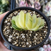A hand is holding a small potted succulent plant with long, thin leaves. The plant is placed in a black pot filled with soil and small rocks.