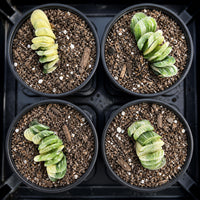 Four black pots filled with soil and small plants, each containing a single plant.