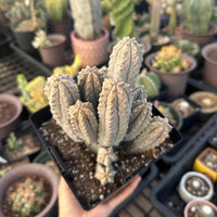 A hand is holding a potted cactus plant in a greenhouse filled with various potted cacti plants.