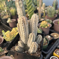 A hand is holding a potted cactus plant in a greenhouse filled with various cacti and succulents.